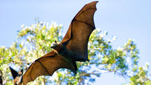 how to get rid of bats in a house