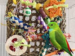 best foraging toys for small birds