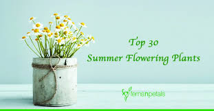 30 summer flowering plants