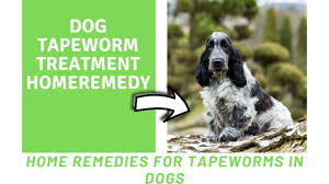 dog tapeworm treatment home remedy