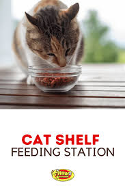 cat shelves with feeding station the