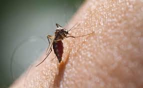Dengue Fever Diet Tips For Fast Recovery From Dengue