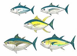 Tuna synonyms, tuna pronunciation, tuna translation, english dictionary definition of tuna. Name That Tuna Greenpeace Australia Pacific