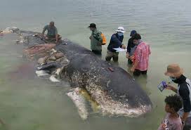 Sepuluh ekor paus sperma terdampar di pesisir pantai ujong kareng, provinsi aceh. Penguburan Paus Sperma Wakatobi Badan Dan Kepala Dipisah Dari Laut