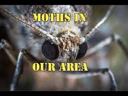 carpet moth infestation
