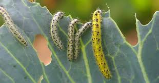 caterpillars eating your garden