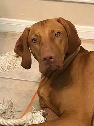 Dam is our family pet and running companion. Bozy S Vizslas