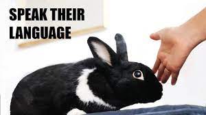 10 Ways to Tell Your Bunny You Love Them! - YouTube