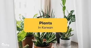 13 Popular Plants In Korean Ling App