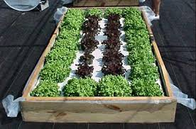 hydroponic vegetable gardening