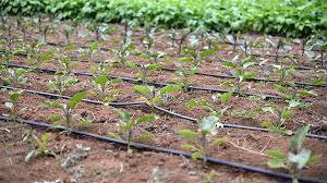 May 26, 2020 · run your supply hose the full length of your garden and attach shut off valves. Drip Irrigation Part 3 Using Drip Tape In The Garden Organic Gardening Blog Grow Organic