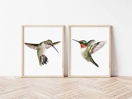 Set Of 2 Hummingbird Art Prints Male