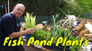10 fish pond plants exles of