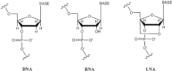 chemical structure of dna rna and lna