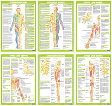 Human Nervous System Anatomy Charts Set Of 6 Posters