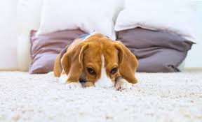 pet odor in your carpet