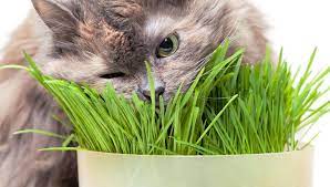 common plants are poisonous to cats
