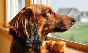 Discover our blinds collection online at spotlight. 4 Best Dog Proof Blinds Window Solutions To Stop Destruction