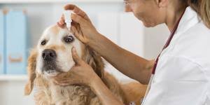 cure a dog s stye with natural remes