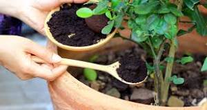What is the best natural fertilizer for vegetable garden?