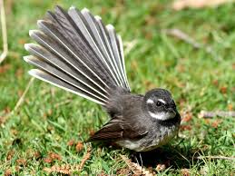 Grey Fantail - eBird