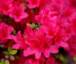 Though azaleas can handle almost any amount of pruning, wrong pruning can effect blooming and leave you with unsightly plants. Azalea Japonica Planting Pruning Soil Care And Tips On Bonsai Making