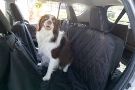 The 9 Best Back Seat Covers For Dogs