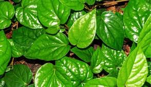 betel leaf benefits how to grow this