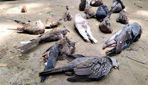 a guide to pigeon culling methods