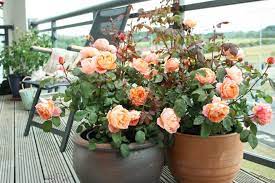 Can I Grow Roses In Containers
