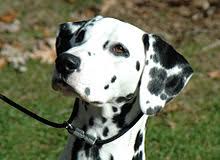 Dalmatian Dog Wikipedia