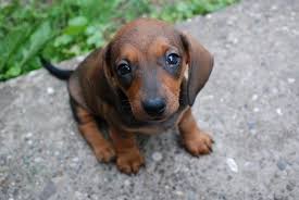 10 signs your dachshund really loves