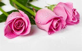 rose pink flowers roses