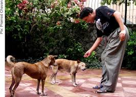 Image result for feeding stray dogs