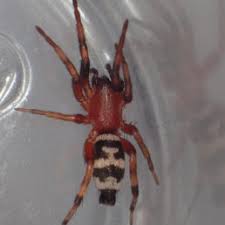 Spiders In Connecticut Species Pictures