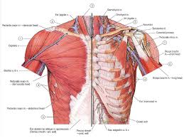 Man head and chest anatomy diagram with ghost effect. Muscles Of The Pectoral Region