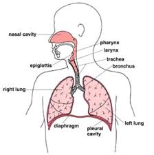 The Respiratory System Structure And Function