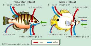 Image result for Even Fresh Water Fish Need Salt
