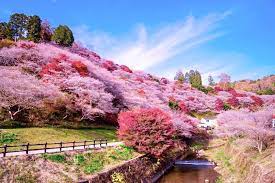 紅葉 桜