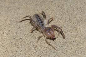 If you find what you think is. Camel Spider Facts And Beyond Biology Dictionary