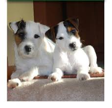 I have been involved with parson russell terriers since 1995. Fox Valley Parson Russell Terriers