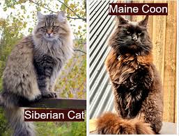 8 cat breeds that look like the maine