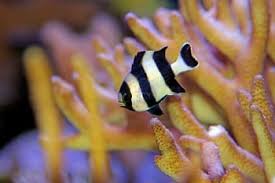 Betta fish, blue fish, clownfish, freshwater or saltwater, no new pet is truly home without the perfect name. What Types Of Fish Are In Finding Nemo Characters From The Disney Film