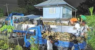 tabuk city gets 17k kilos of squash