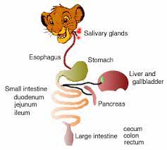 The mildest and most common symptom of gallbladder disease is intermittent pain called biliary colic. Digestive System In Animals Healthy Digestive System Human Digestive System Digestion