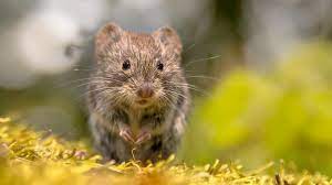 how to get rid of voles forbes home