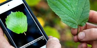 4 plant identification apps for iphoneplantsnap: All You Need To Know About Plant Identification App