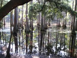 Weekend Reflections in the North Florida swamplands | Tallahassee Daily  Photos