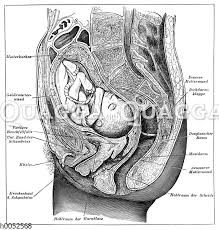 Man unterscheidet einen inneren (ostium uteri internum bzw. Sechs Monate Altes Baby In Der Gebarmutter Quagga Illustrations