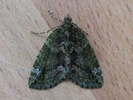 green brindled crescent moth and grey